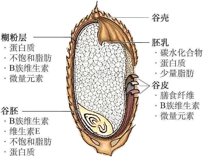 二、各類食物的營養(yǎng)價(jià)值及特征